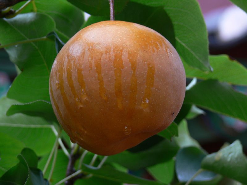 File:Korea-Asian pear-02.jpg