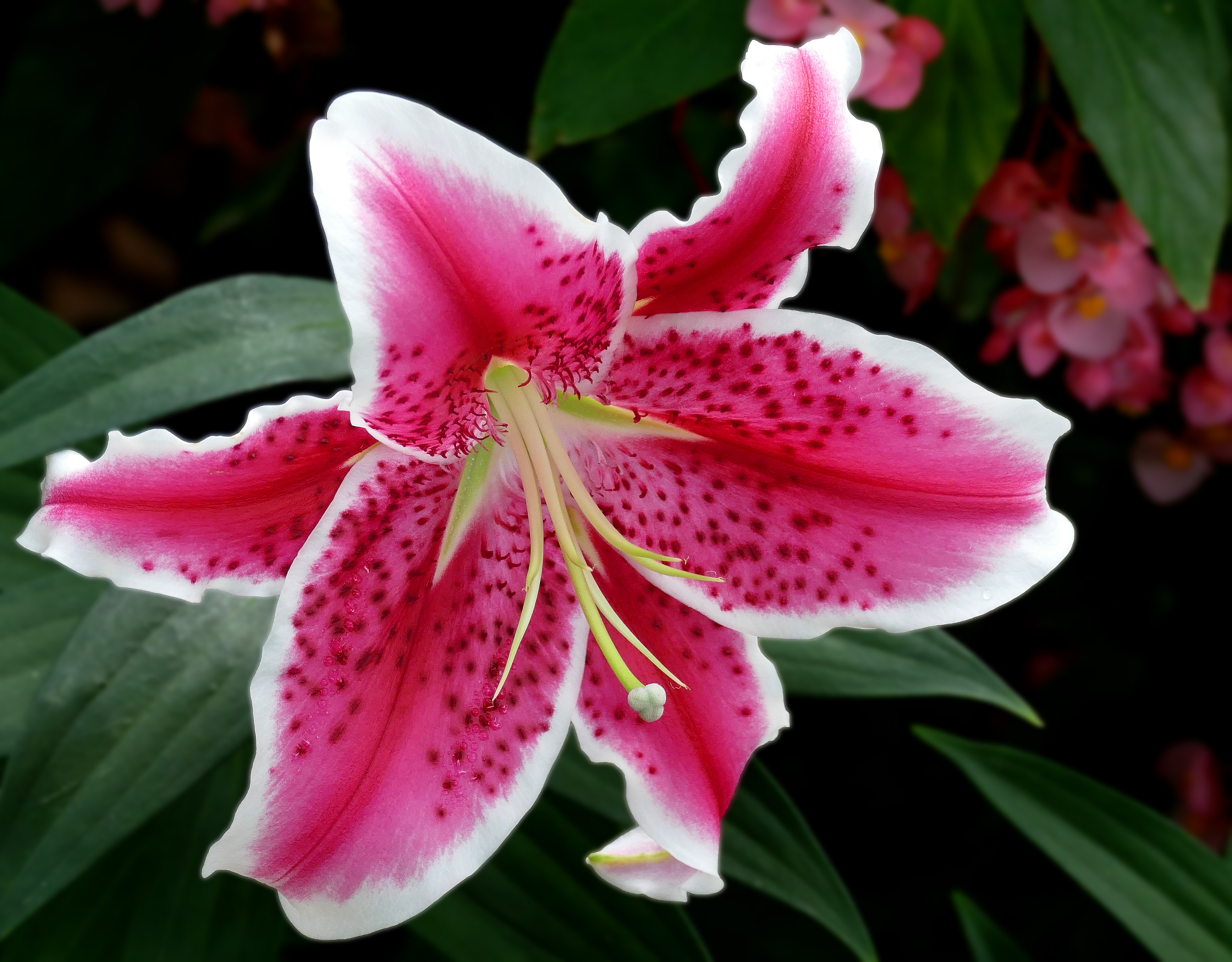 Stargazer Flower Meaning: Admiration, Ambition, Spirituality and More