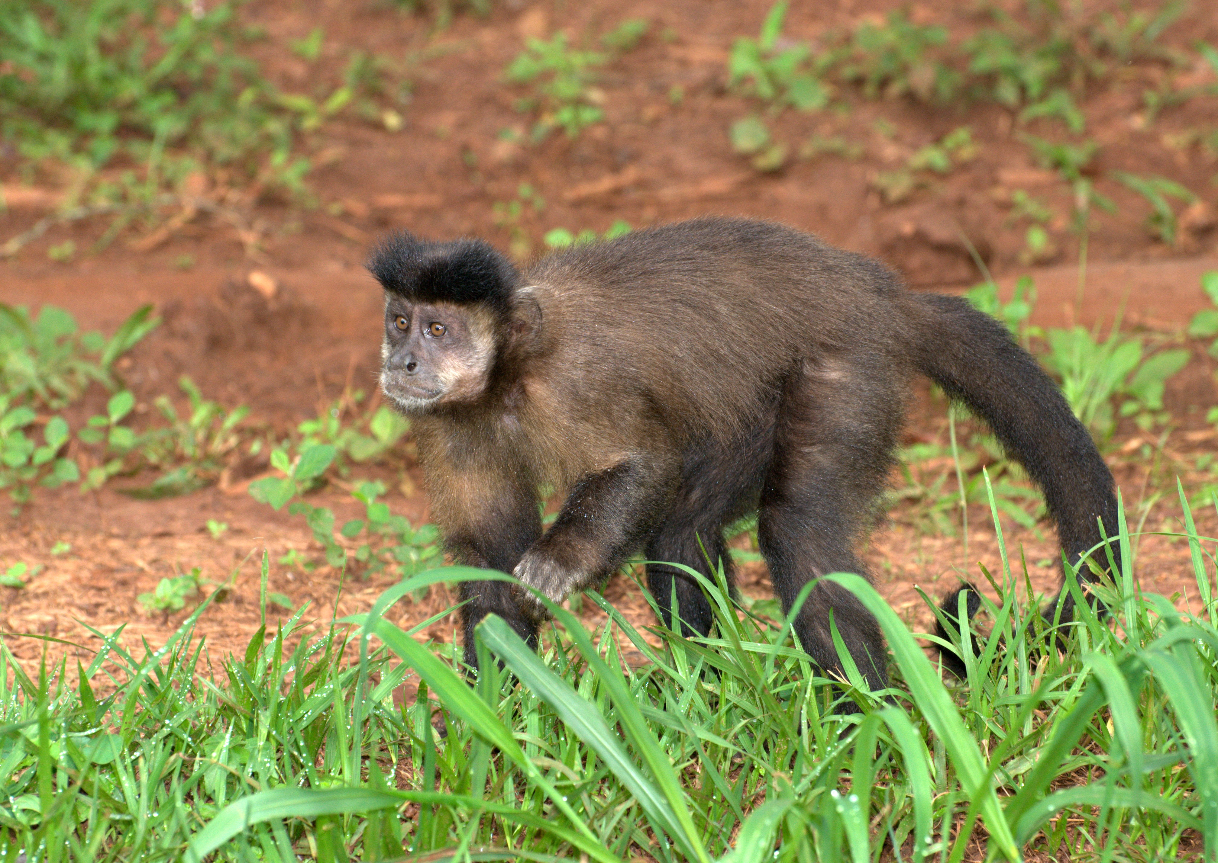 Macaco-prego, Os Macaco-prego (Cebus apella) são macacos do…