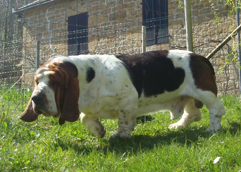 File:Male basset-hound.jpg