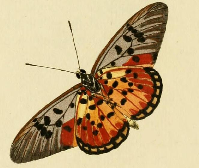 File:Melinaea ludovica1.JPG