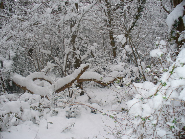 File:Merrow Common - geograph.org.uk - 1146046.jpg