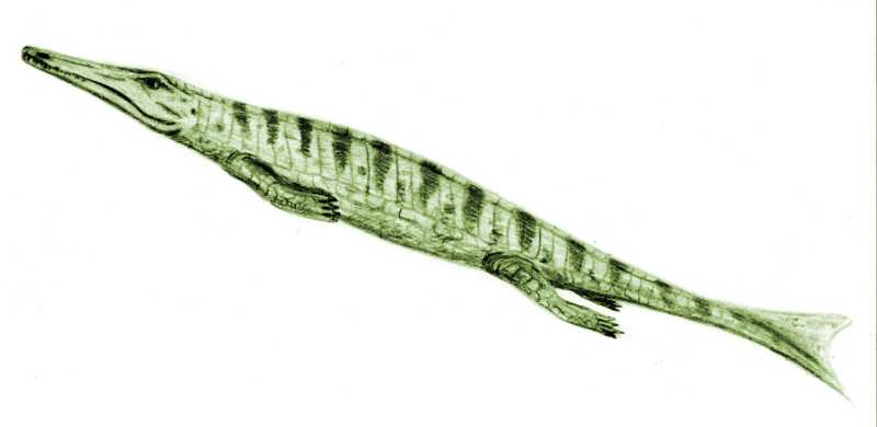 File:Metriorhynchus.jpg