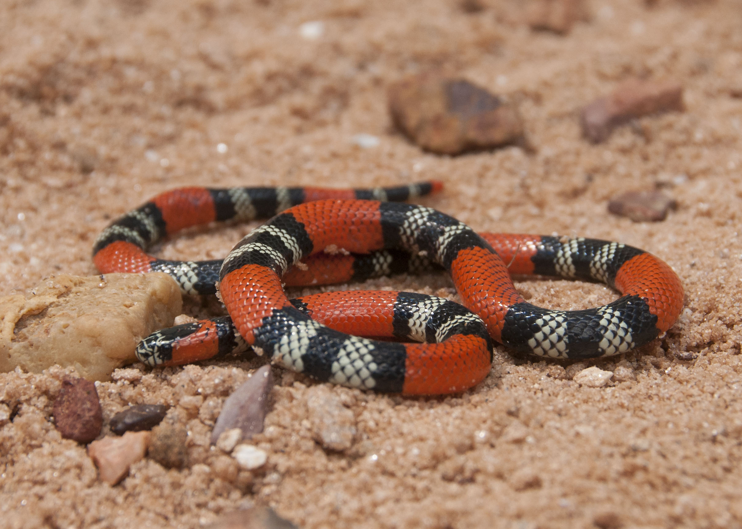 File:Serpentes.kígyók.jpg - Wikipedia