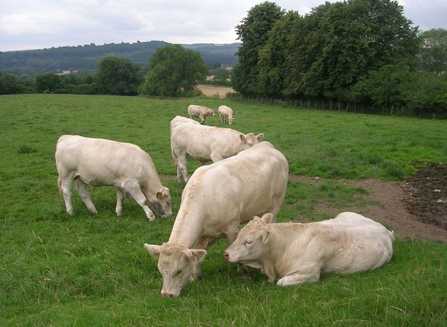 File:Monastic Beef^ grazing on land owned by Ampleforth Abbey - geograph.org.uk - 1998946.jpg