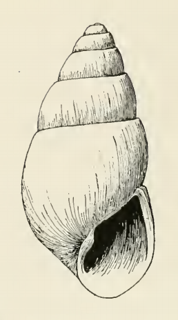 Odostomia pesa