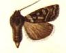 <i>Euxoa nomas</i> Species of moth