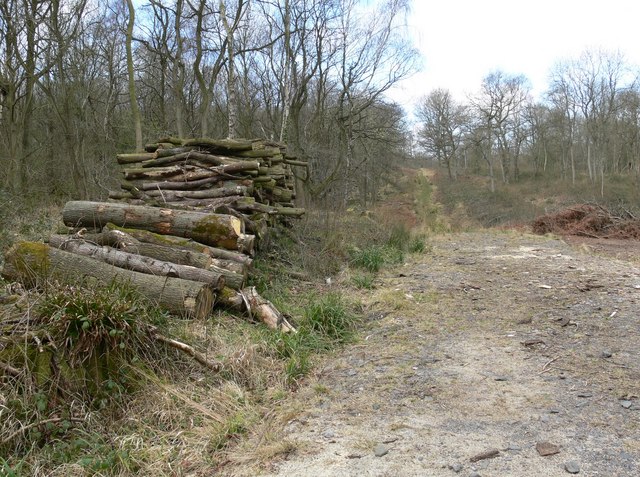 File:Owston Woods - geograph.org.uk - 757726.jpg