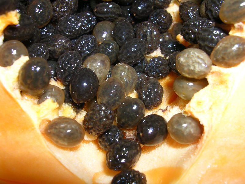 File:Papaya seeds - Close-up of the inside of a cut papaya fruit.jpg -  Wikimedia Commons