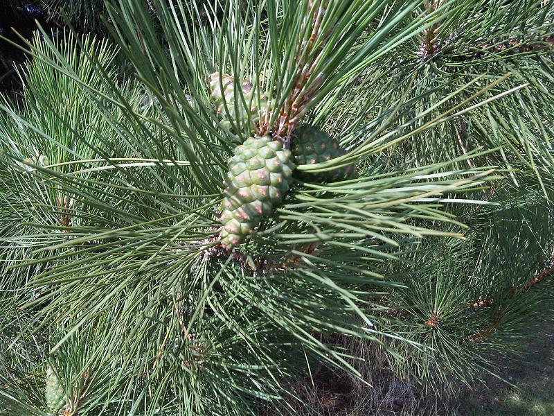 File:Pinus nigra - Kew 4.jpg