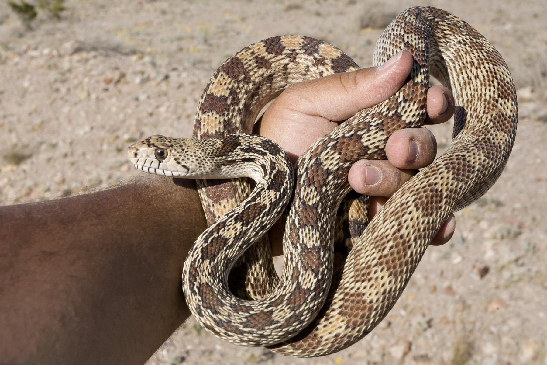 Pituophis - Wikipedia