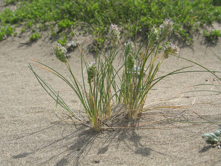 File:Poa douglasii.jpeg