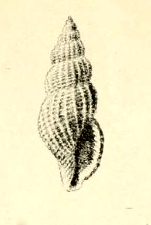 <i>Raphitoma papillosa</i> Species of mollusc