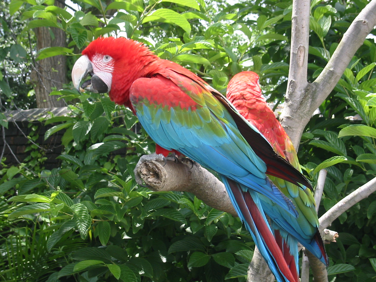 radioaktivitet Modernisering Himmel Red-and-green macaw - Simple English Wikipedia, the free encyclopedia