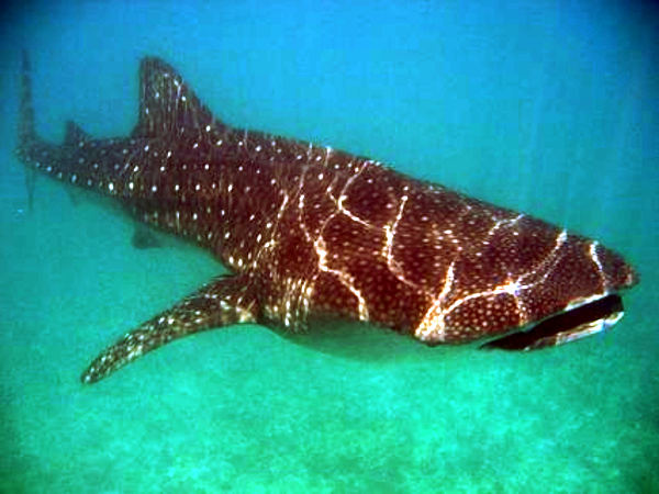 File:Rhincodon typus.jpg