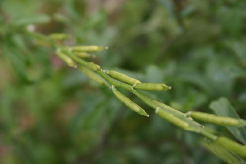 Arugula Roquette - Eruca sativa