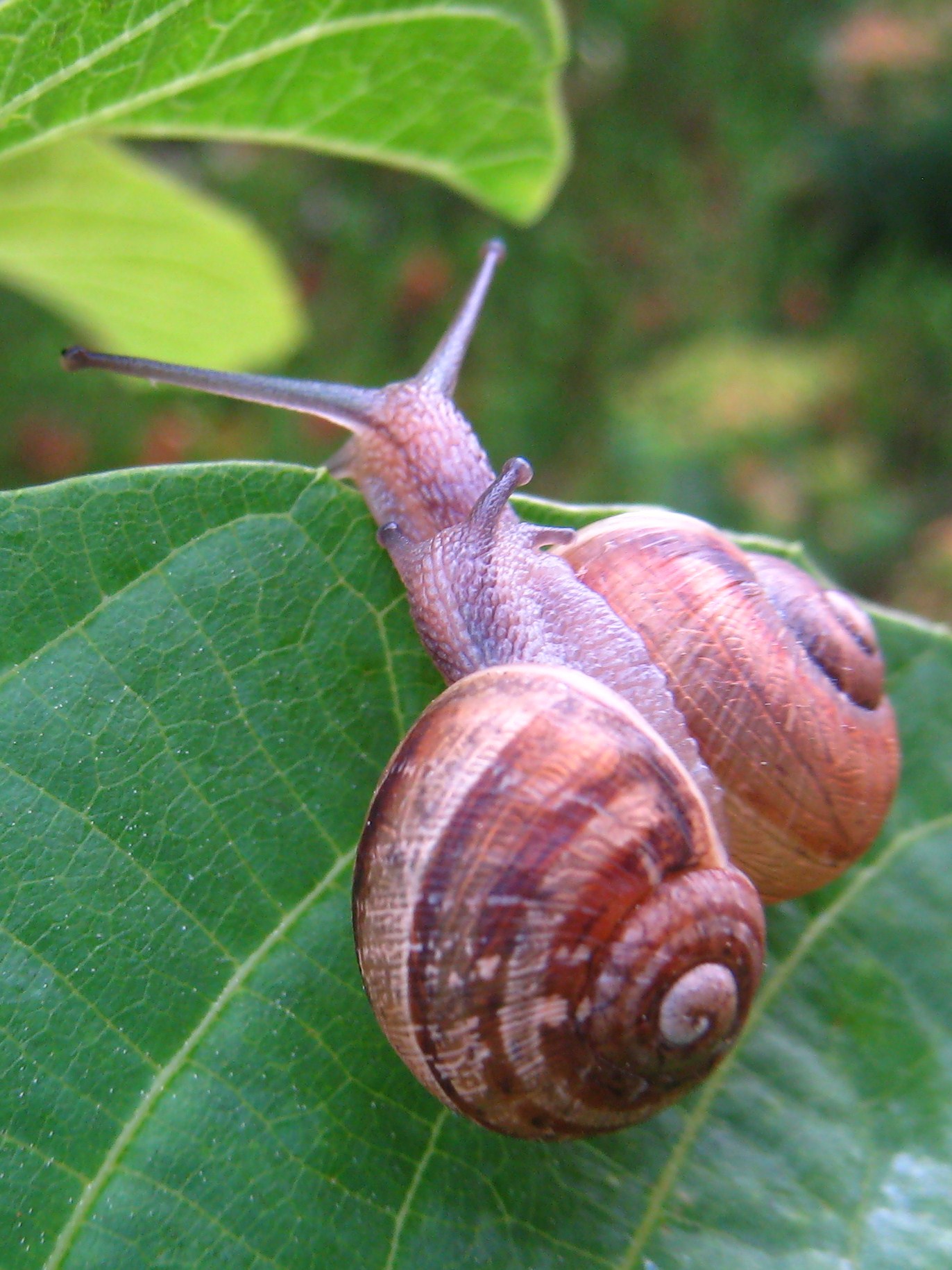 File Snuggly Snails Jpg Wikimedia Commons