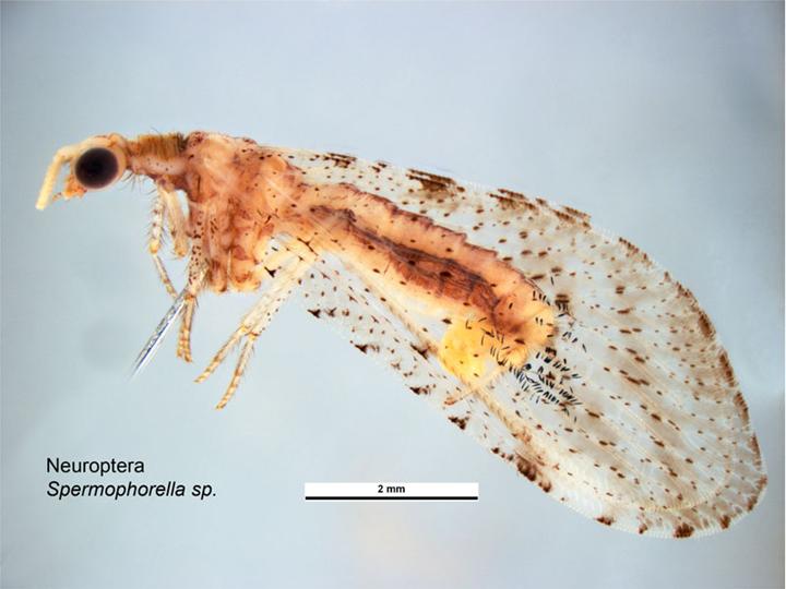 Spermophorella sp.jpg
