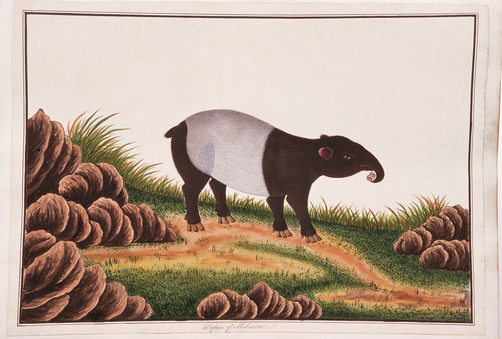 tapir - Wiktionary