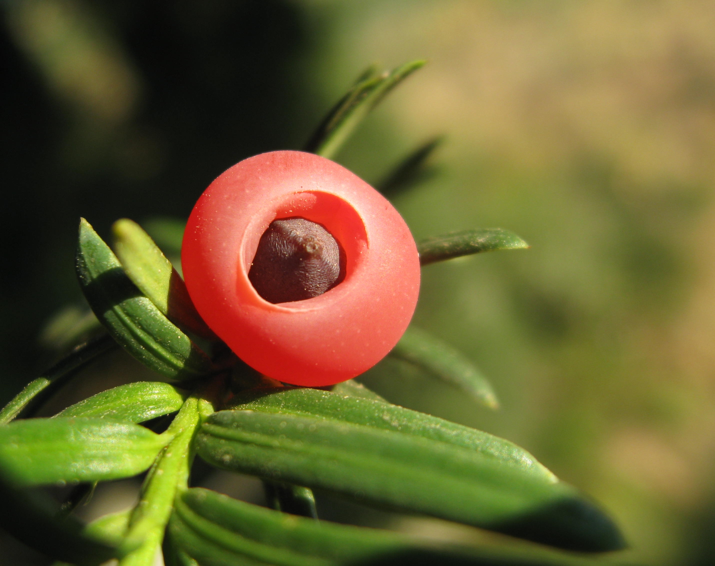 Тис ягодный (Taxus baccata elegantissima)