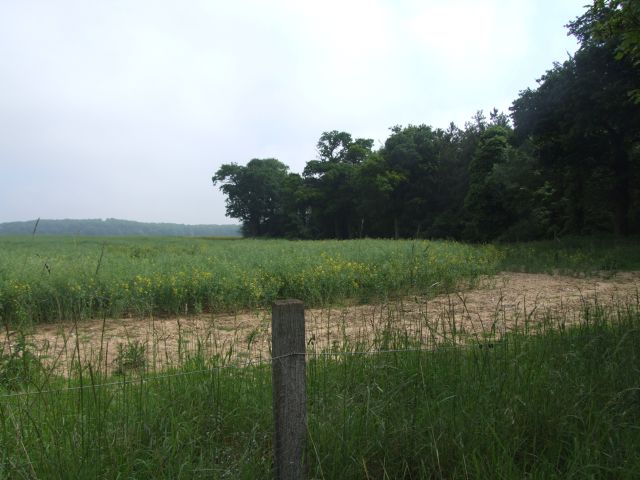 File:The Edge of Miller's Fir from A146 - geograph.org.uk - 452775.jpg