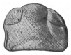 File:The Eurypterida of New York figure 104.jpg