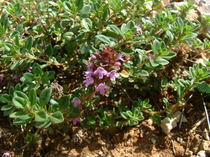 File:Thymus serpyllum1.jpg