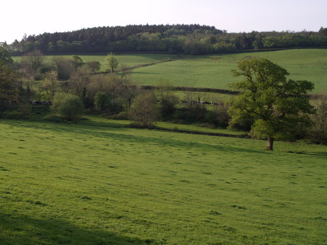 File:Towards Froghill Plantation - geograph.org.uk - 430141.jpg