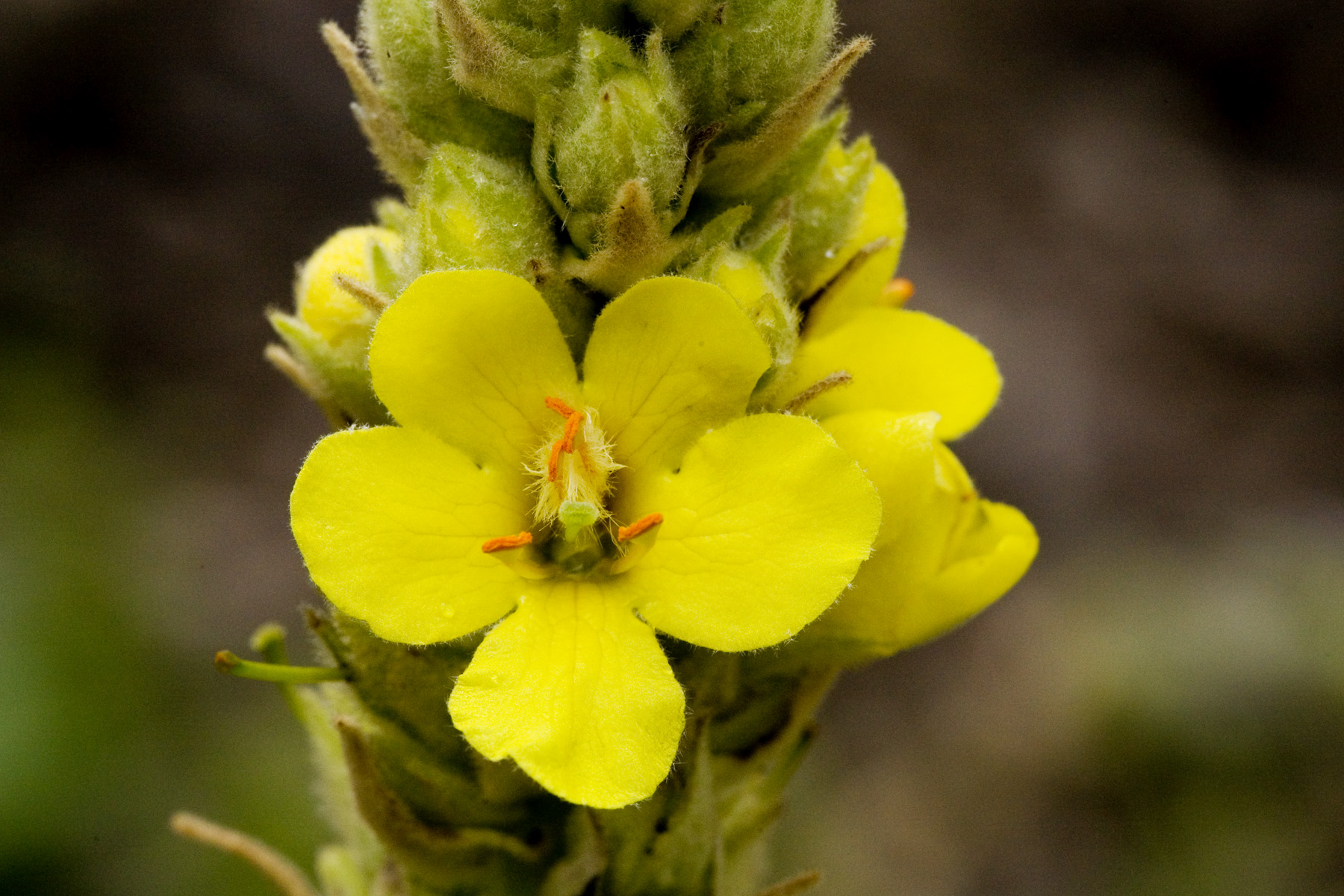 Verbascum Thapsus