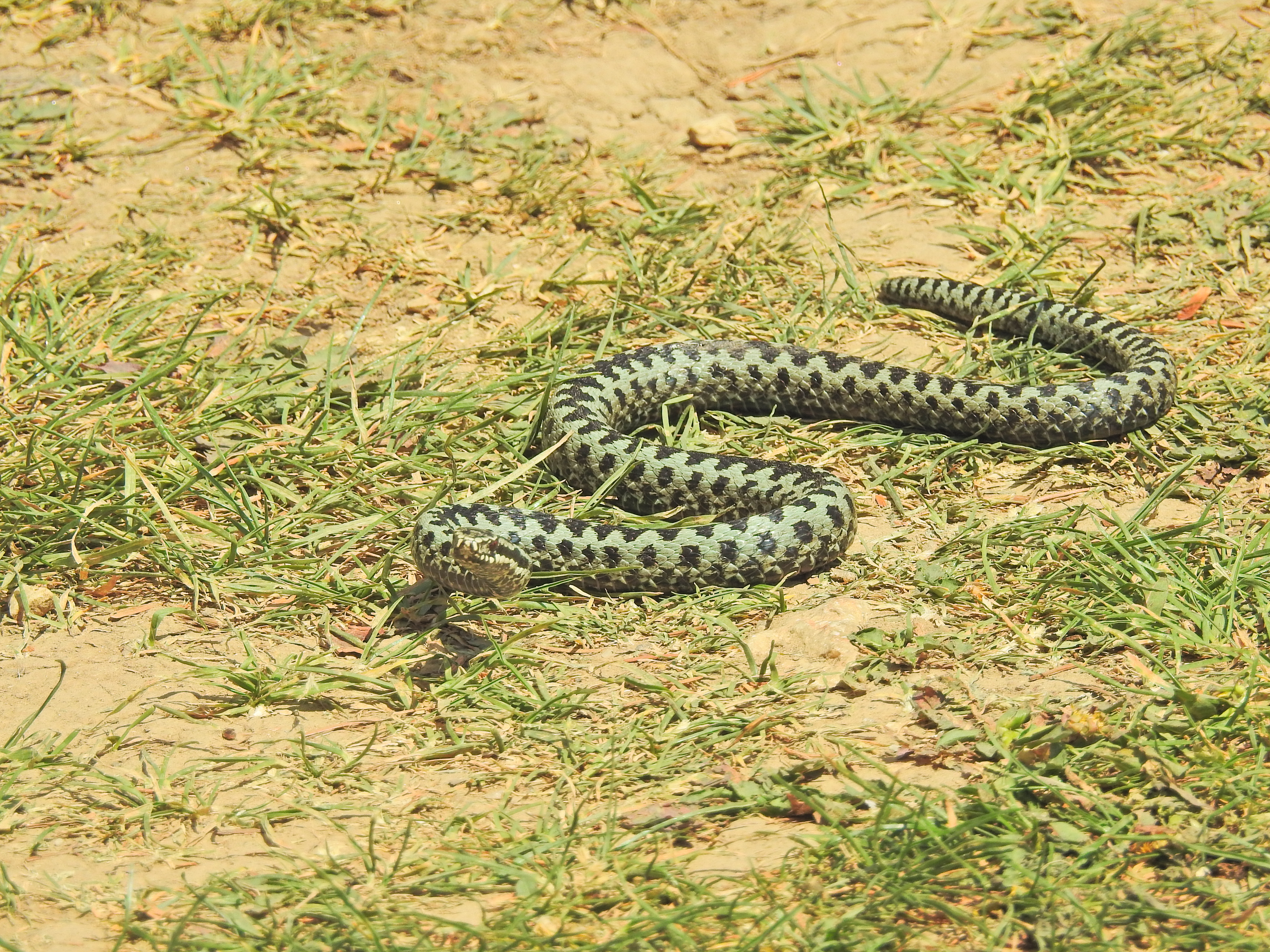 Балканский перекрёстные сумматор vepera berus BOSNIENSIS. Vipera Полевая модификация. Vipera Нидин. Kreuzotter.