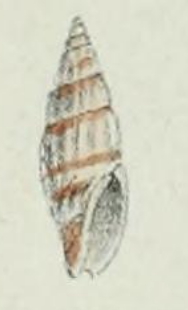 <i>Zafra subvitrea</i> Species of gastropod
