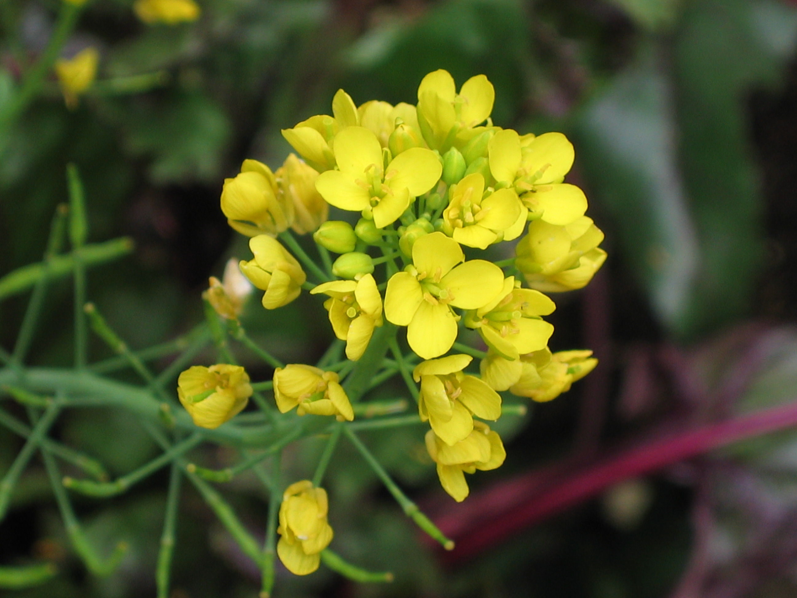 Brassica rapa subsp rapifera