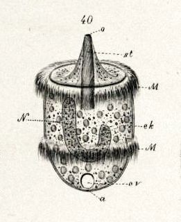 Didinium nasutum, tekening door Schewiakoff, 1896