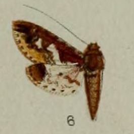 <i>Eurrhyparodes syllepidia</i> Species of moth