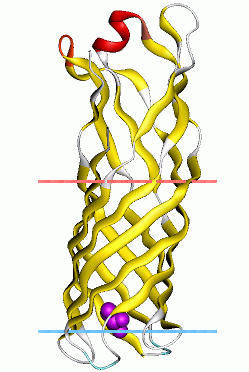 Outer membrane protein W family