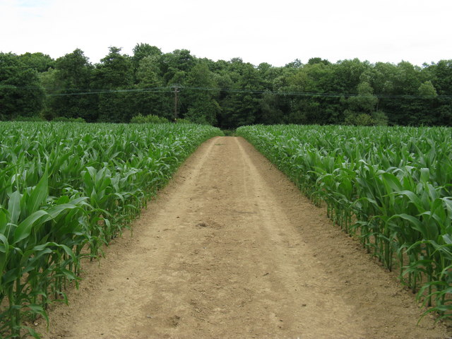 File:A-maizeing path to Cottage Wood - geograph.org.uk - 1390179.jpg