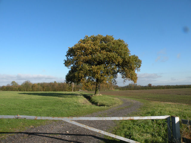 File:A tree by a ditch - geograph.org.uk - 1043120.jpg