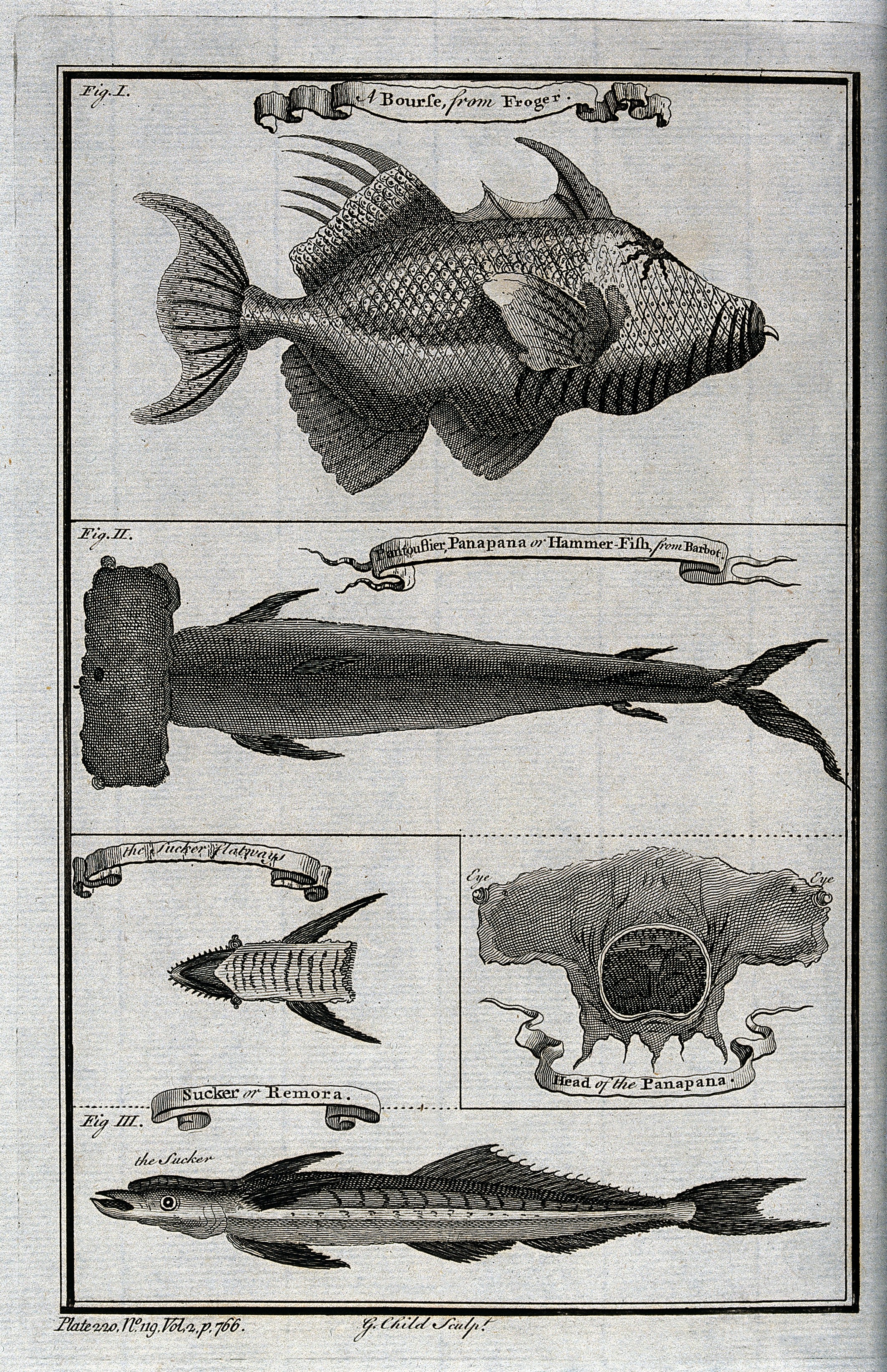 File:A variety of fish, including the hammer fish, a sucker flat Wellcome  V0022081.jpg - Wikimedia Commons