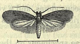 <i>Agonopterix rotundella</i> Species of moth