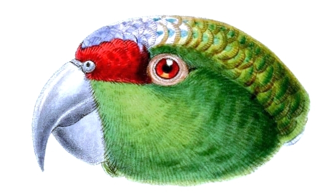 File:AmazonaDiademaBasedonKeulemans.jpg