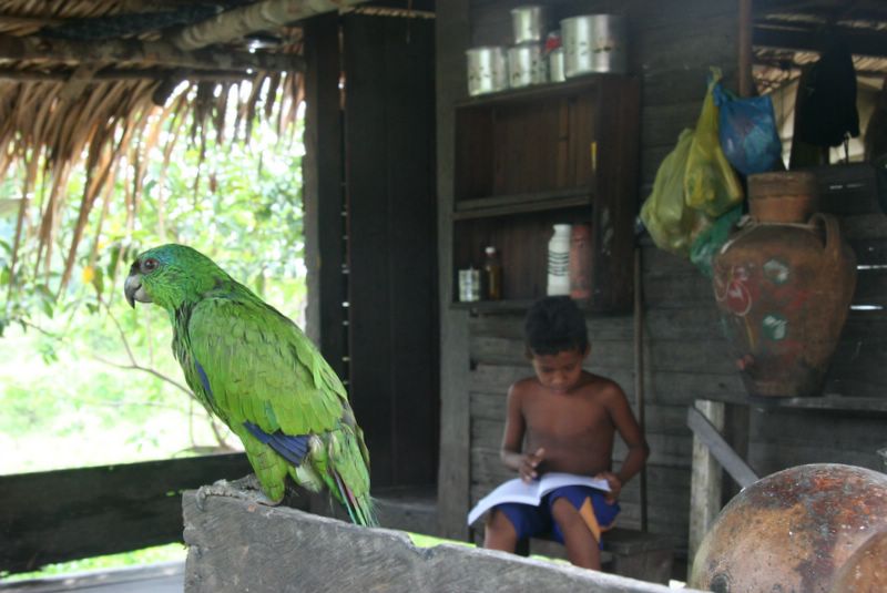 File:Amazona festiva -Brazil -pet with clipped wings-8a.jpg