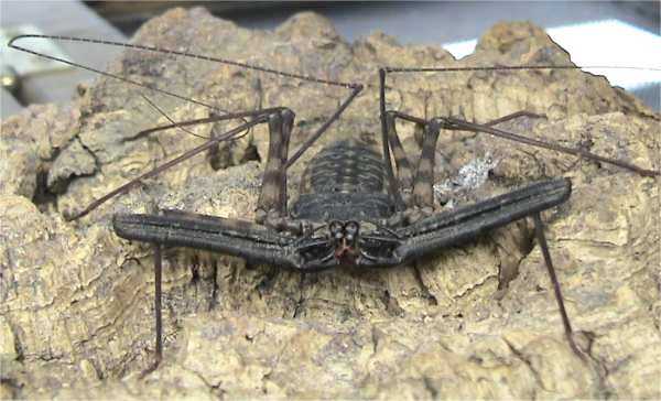 File:Amblypigid.jpg