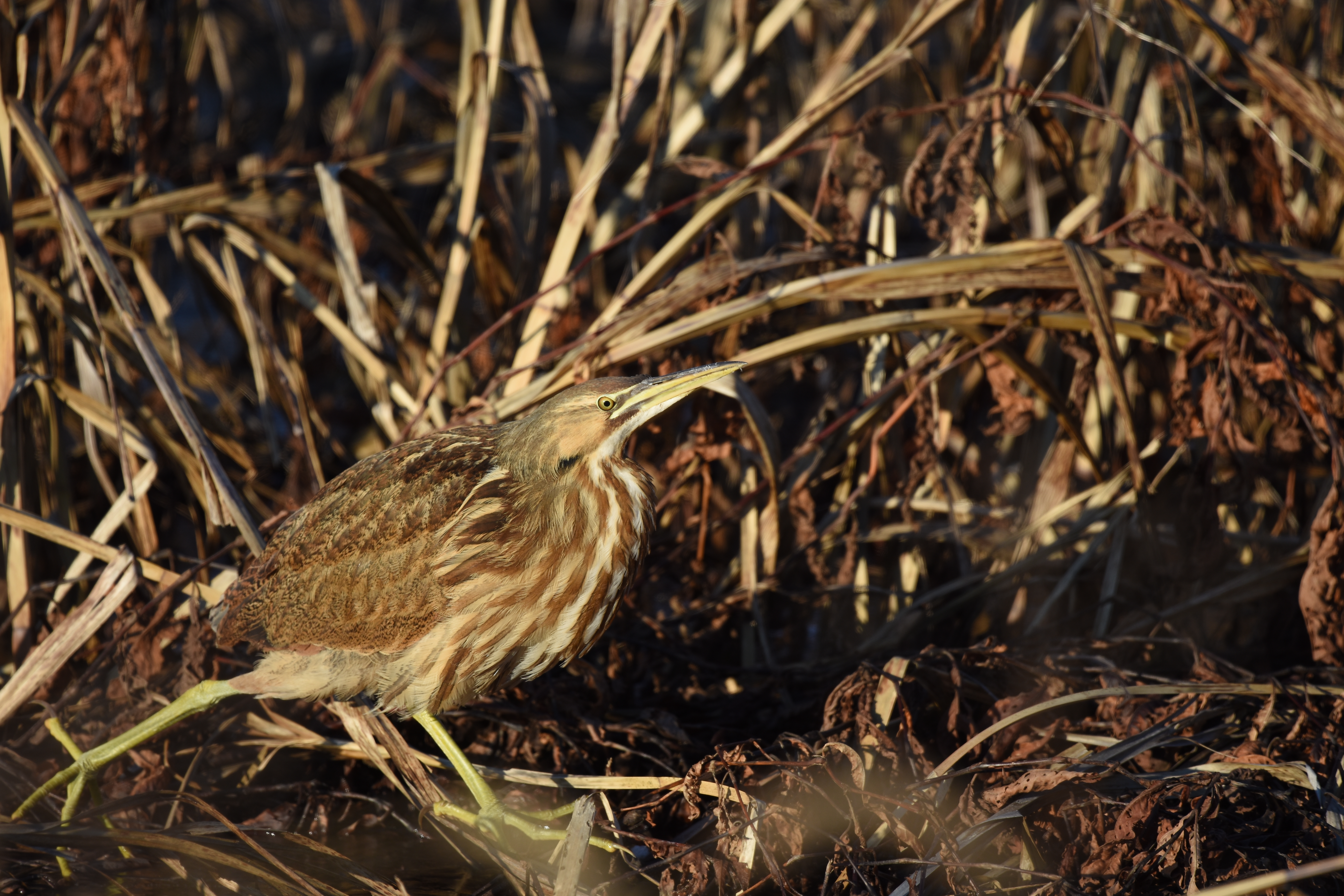 Выпьем выпь. Botaurus poiciloptilus. American Bittern. American Bittern aggressive. Common Bittern.