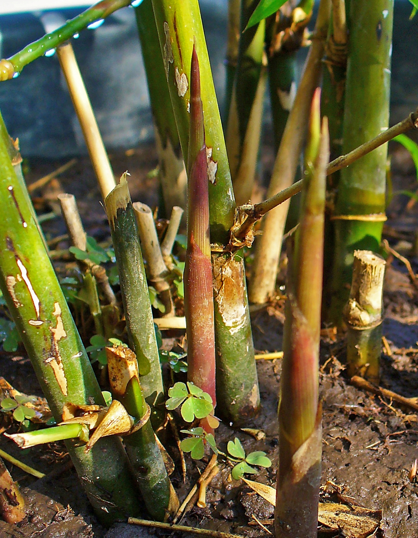 Свеж на конце. Bambusa arundinacea. Бамбук arundinacea. Dendrocalamus strictus (male Bamboo Solid, бамбук). Бамбук тростниковый семена.