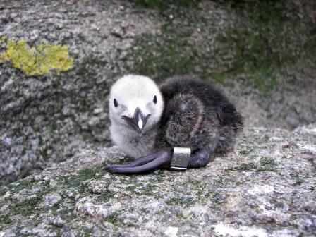 File:Banded Razorbill chick.jpg