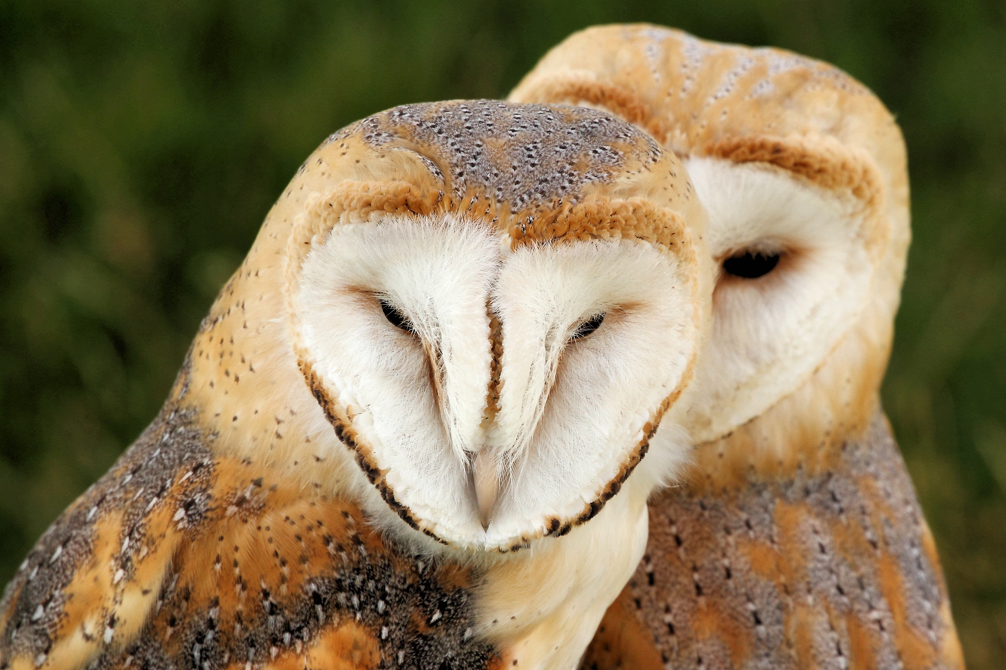 Burung Hantu Wikipedia Bahasa Indonesia Ensiklopedia Bebas