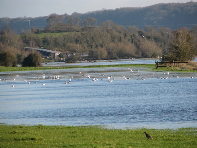 File:Birds on a flooded Southlake Moor - geograph.org.uk - 1628151.jpg