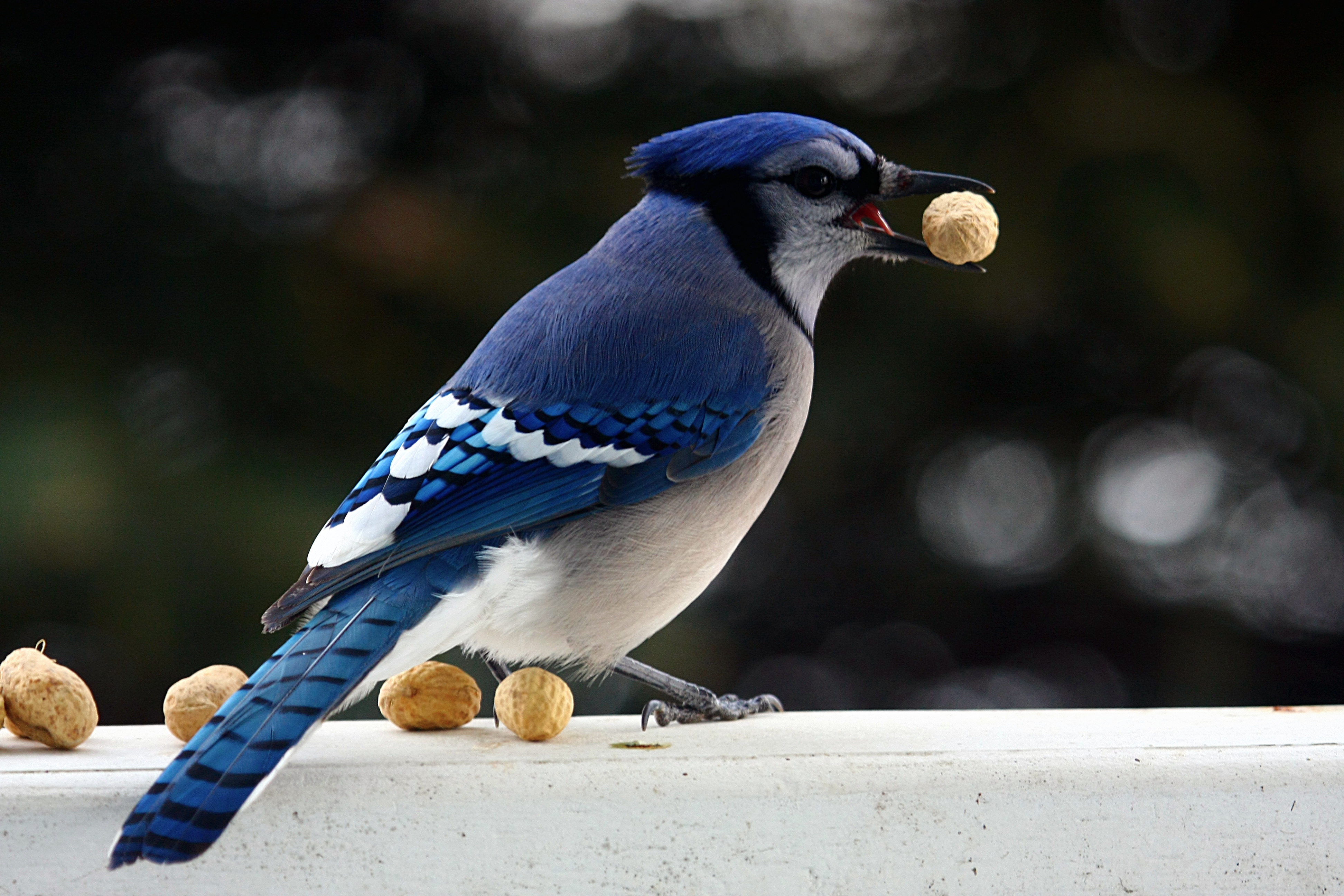 Blue Jay With Peanut Coloring Page