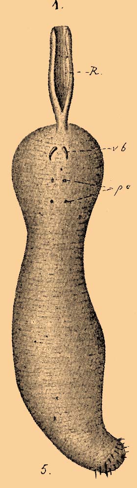 Brockhaus-Efron Echiuridea 1.jpg