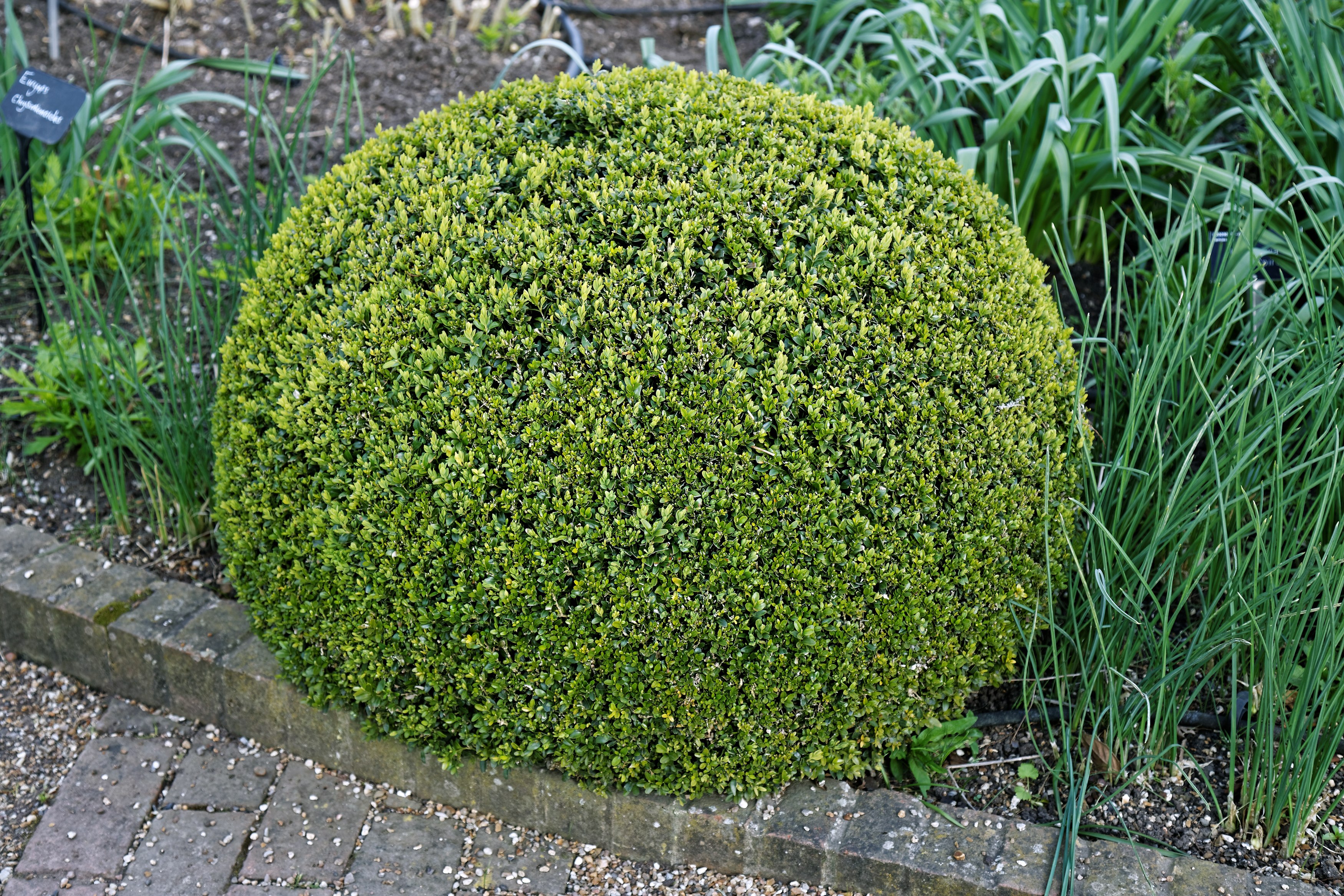 buxus sempervirens topiary